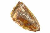 Bargain, Fossil Phytosaur (Redondasaurus) Tooth - New Mexico #294965-1